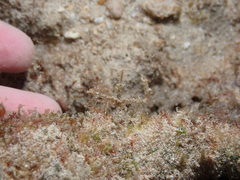 Lambrachaeus ramifer