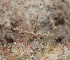 Lambrachaeus ramifer