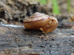 Helminthoglypta exarata