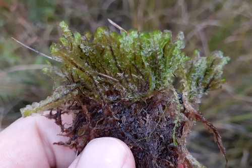 Image of Scapania paludicola by (c) Quinten Wiegersma, some rights reserved (CC BY)
