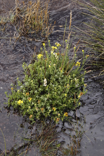 Image of Senecio achilleifolius by (c) Tony Rebelo, some rights reserved (CC BY-SA)