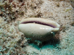 Lyncina propinqua