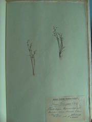 Juncus tenageia
