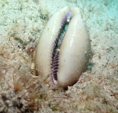 Lyncina propinqua