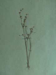 Juncus tenageia