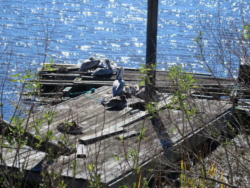 Brown Pelican photographed in Georgia