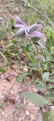 Nonea vesicaria