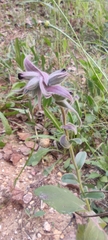 Nonea vesicaria