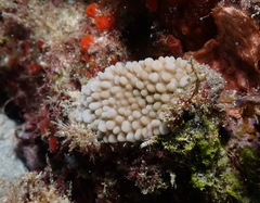 Montipora capitata
