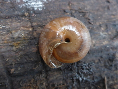 Helminthoglypta exarata