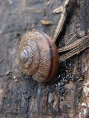 Helminthoglypta exarata