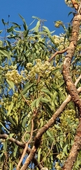 Corymbia erythrophloia