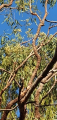 Corymbia erythrophloia