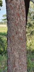 Corymbia erythrophloia