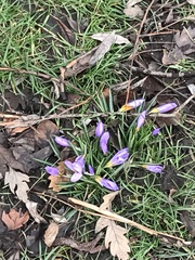 Crocus atticus