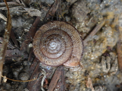 Helminthoglypta exarata