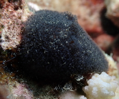 Entoprocta