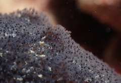 Entoprocta
