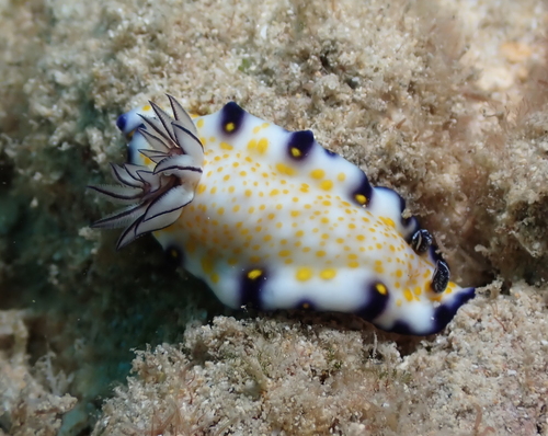 Imperial Nudibranch