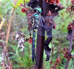 Somatochlora exuberata