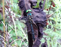 Somatochlora exuberata