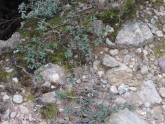 Helianthemum oelandicum