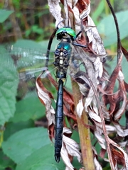 Somatochlora exuberata