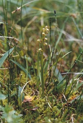 Chamorchis alpina