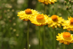 Xerochrysum viscosum