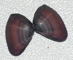 Donax denticulatus