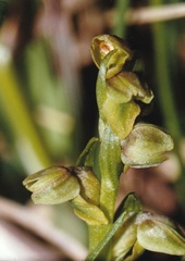 Chamorchis alpina