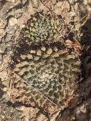 Mammillaria peninsularis