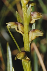 Chamorchis alpina