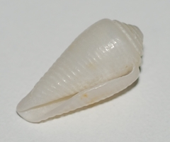 Image of Conus granulatus