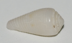 Conus granulatus