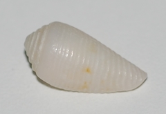 Conus granulatus
