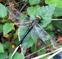 Somatochlora exuberata