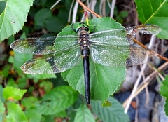 Somatochlora exuberata