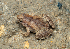 Microhyla mukhlesuri