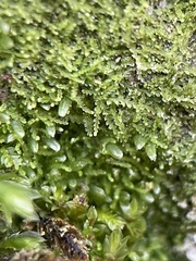 Fuscocephaloziopsis lunulifolia