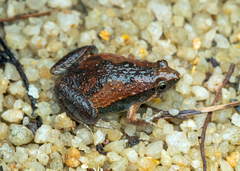 Microhyla mukhlesuri