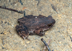 Ingerophrynus parvus