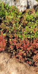 Sedum microcarpum