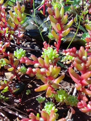 Sedum microcarpum