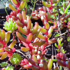 Sedum microcarpum