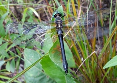 Somatochlora exuberata