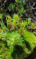 Sedum microcarpum