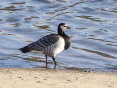 Branta leucopsis