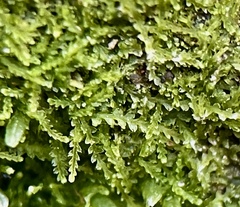 Fuscocephaloziopsis lunulifolia