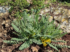 Astragalus macrocarpus